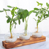 Hydroponic Glass Bulb Vase Planter Terrarium Wooden Stand  - F713