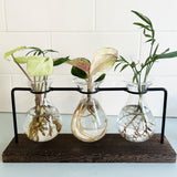 Hydroponic Glass Vase Planter Terrarium Wooden Stand F803