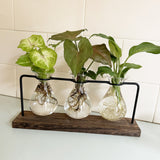 Hydroponic Glass Vase Planter Terrarium Wooden Stand F803