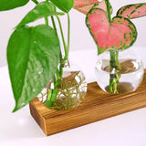 Hydroponic Glass Bulb Vase Planter Terrarium Wooden Stand  - F713