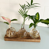 Hydroponic Glass Vase Planter Terrarium Wooden Stand F7031