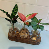 Hydroponic Glass Vase Planter Terrarium Wooden Stand F7031