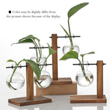 Glass Vase Hydroponic Pot Wooden Stand