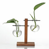 Glass Vase Hydroponic Pot Wooden Stand