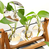 Hydroponic Glass Vase Planter Terrarium Wooden Stand - F503